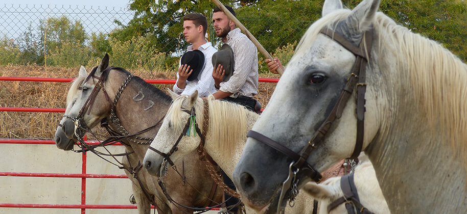 Equestrian demonstration at the Camarguais campsite