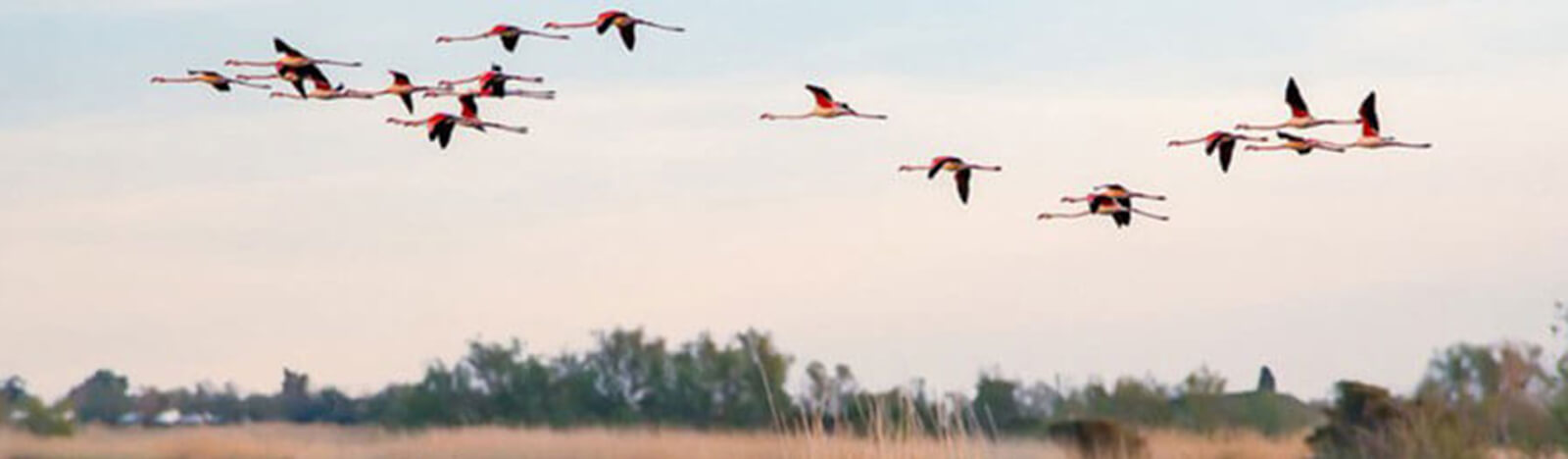 De kleine Camargue