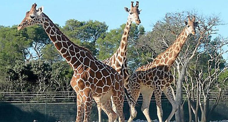 Dierentuin van de lunaret Montpellier