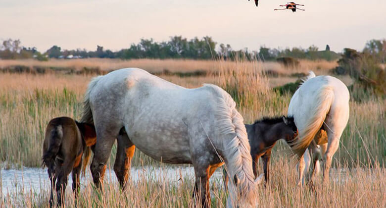 Paarden in de klein Camargue